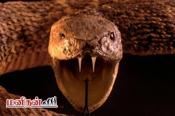 இந்தியாவில் கண்டுபிடிக்கப்பட்ட 4.7 கோடி ஆண்டுகள் பழமையான பாம்பு...சுவாரஸ்ய தகவல்
