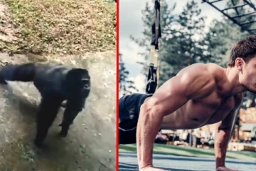 மனிதர்களை போலவே அழகாக தண்டால் எடுத்த சிம்பன்ஸி - இணையத்தை கலக்கும் வீடியோ