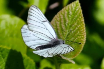 100 ஆண்டுகளுக்கு முன் அழிந்து போனதாக கூறப்பட்ட பட்டாம்பூச்சி