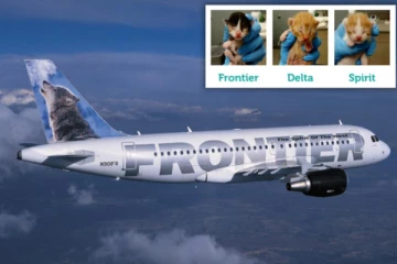 பூனைக்குட்டியை தத்தெடுத்தால் இலவச விமான பயணம்!