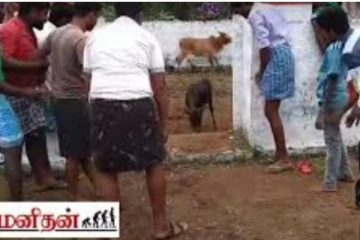 தன்னை அடக்க வந்த இளைஞர்களை தெறிக்கவிட்ட கன்றுக்குட்டி... தீயாய் பரவும் வைரல் காட்சி