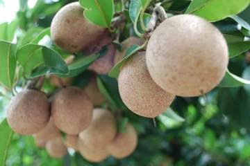 இந்த பழத்தை தினமும் 2 சாப்பிட்டு பாருங்க.. தீராத வியாதிகளும் பறந்து விடுமாம்!