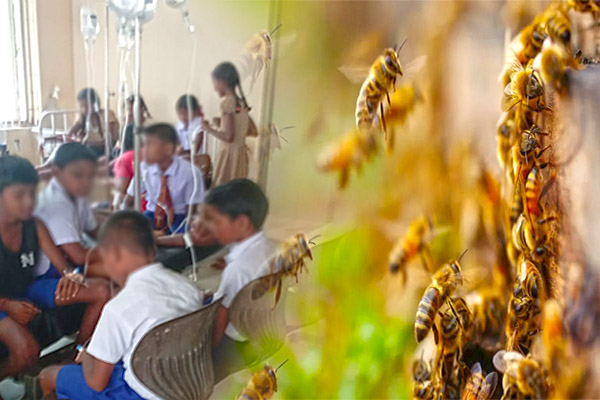 கிளிநொச்சியில் குளவிக் கொட்டு! 39 மாணவர்கள் பாதிப்பு | Wasp Sting In Kilinochchi 39 People Affected