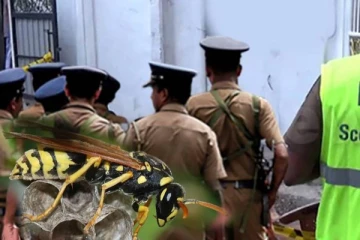 நுவரெலியாவில் குளவிக்கொட்டுக்கு இலக்கான சிறுவன் உயிரிழப்பு