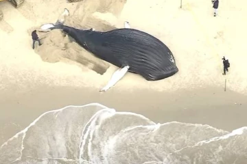 நியூயார்கில் உயிருடன் கரையொதுங்கிய ராட்சத திமிங்கலம்! இறுதியில் நேர்ந்த சோகம்