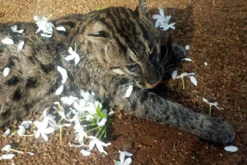 தமிழர் பகுதியில் இறந்த நிலையில் மீட்கப்பட்ட அரிய வகைப் புலி!