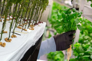 அந்தரத்தில் வளரும் உருளைக்கிழங்கு, தண்ணீரில் விளையும் தக்காளி! இந்த முறைகள் பற்றி கேள்விப்பட்டதுண்டா?