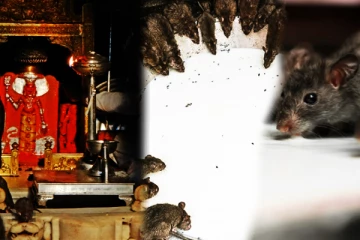 21 மாதங்கள் கருவில் இருந்த அம்மன்! கோவிலில் புதைந்து கிடக்கும் விடை தெரியா மர்மம்