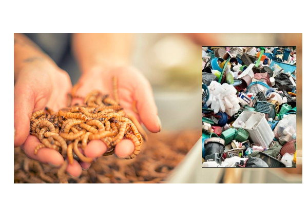 பிளாஸ்டிக்கை முழுவதுமாக அழிக்க ஆராய்ச்சியாளர்கள் கண்டுபிடித்த புழு!  அறிவியல் உலகில் புதிய சாதனை | Superworms That Love To Eat Plastic