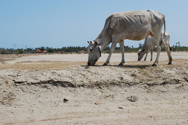 கடும் வறட்சியால் பாதிக்கப்பட்டுள்ள மட்டக்களப்பு! | Batticaloa Affected By Drought