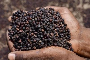 மிளகு விலை இருமடங்கு உயர்வு...விவசாயிகள் மகிழ்ச்சி!