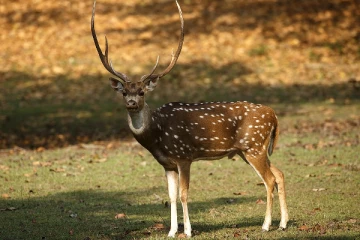 மானை வேட்டையாடிய மூவருக்கு நேர்ந்த கதி!