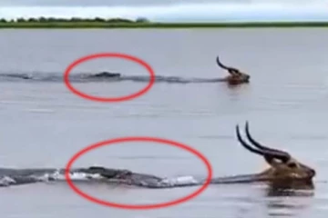 ஆக்ரோஷமாக துரத்தி வந்த முதலை! உயிரைக் காப்பாற்ற மானின் போராட்டம்