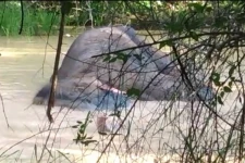 வவுனியாவில் நீர் நிலையில் விழுந்து உயிருக்கு போராடும் யானை
