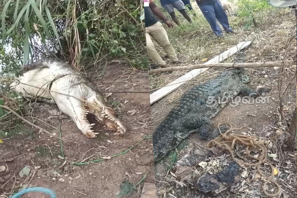 மாடுகளை வேட்டையாடி வந்த 9 அடி நீளமான பாரிய முதலையொன்று உயிருடன் மீட்பு | Crocodile Baited And Rescued Alive Puttalam