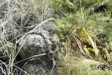 புதுக்குடியிருப்பில் அதிகரித்துள்ள யானைகளின் தாக்கம்: மக்கள் விடுத்துள்ள கோரிக்கை