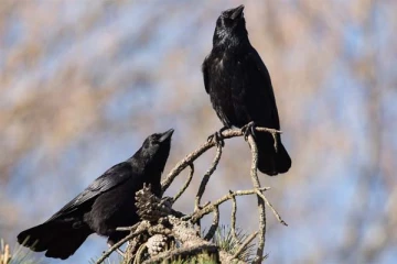 ஊரையே நடுங்க வைக்கும் காகம்: வெளியே வரமுடியாமல் தவிக்கும் மக்கள்! பின்னணி காரணம் என்ன?