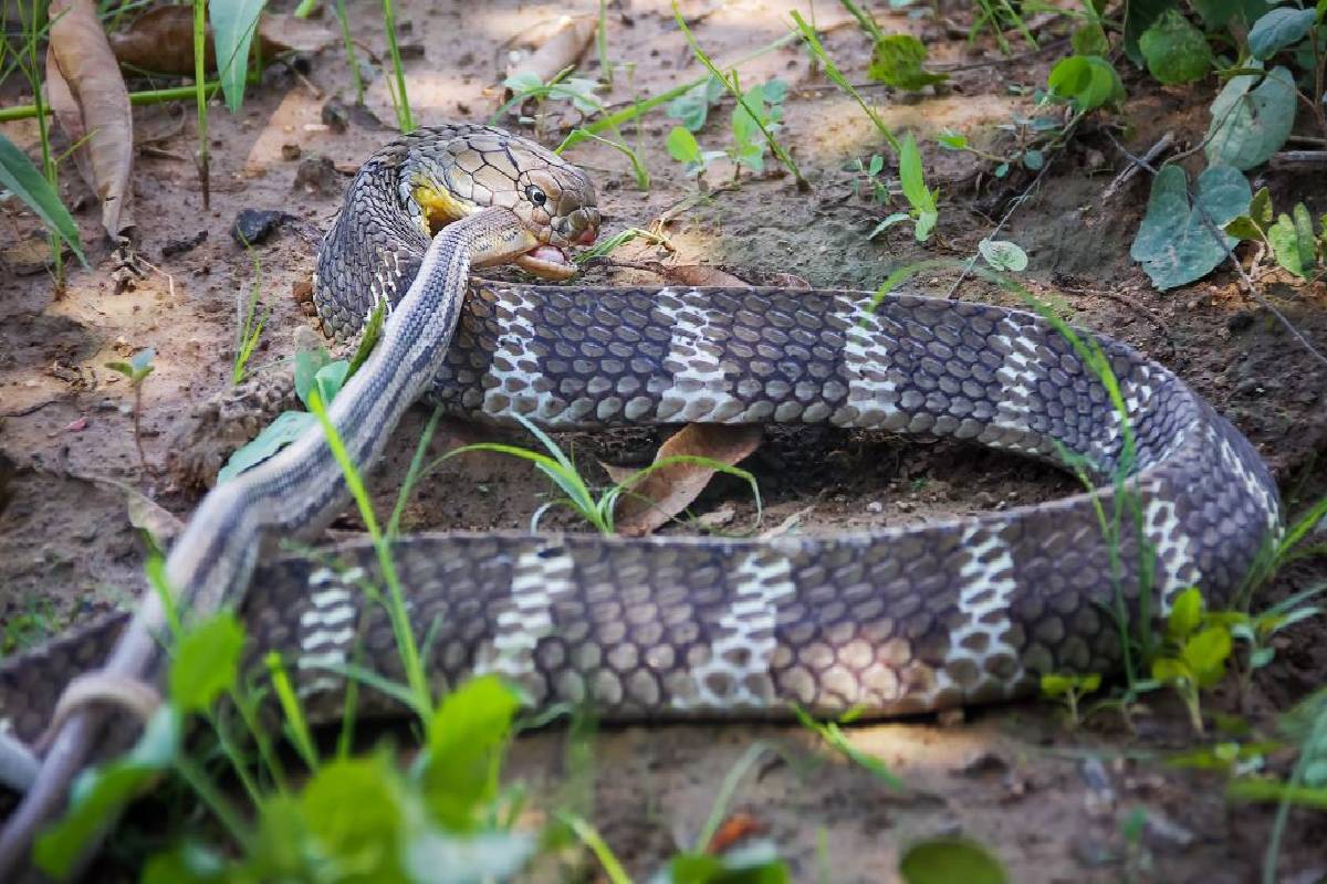 பாம்பே பாம்பைக் கடித்தால் உயிரிழப்பு ஏற்படுமா? அறிவியல் விளக்கம் | What Happens If A Snake Bites Another Snake