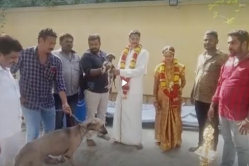 மணமகளுக்கு நாயை சீராக கொடுத்த தாய்மாமன் - அசந்து போன விருந்தினர்கள்