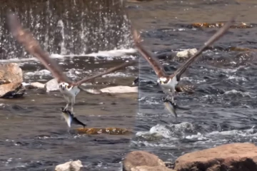 Viral Video: இரட்டை மீன்களை காலில் வைத்து அசால்ட்டாக பறக்கும் கழுகு... திரும்ப திரும்ப பார்ப்பீங்க