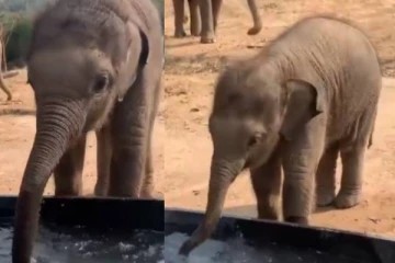 ஸ்டைலாக தண்ணீர் குடிக்கும் குறும்புக்கார குட்டி யானை..... ரஜினியையும் மிஞ்சிடும் போல