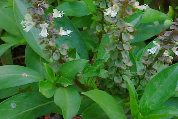 மனவலுவை அதிகரிக்கும் 8 உணவுகள்; ட்ரை பண்ணி பாருங்க | 8 Foods That Boost Mood Try It And See