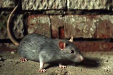 ரொறன்ரோவில் எலி தொல்லை அதிகரிப்பு