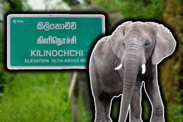 கிளிநொச்சியில் காட்டு யானை அச்சுறுத்தல்