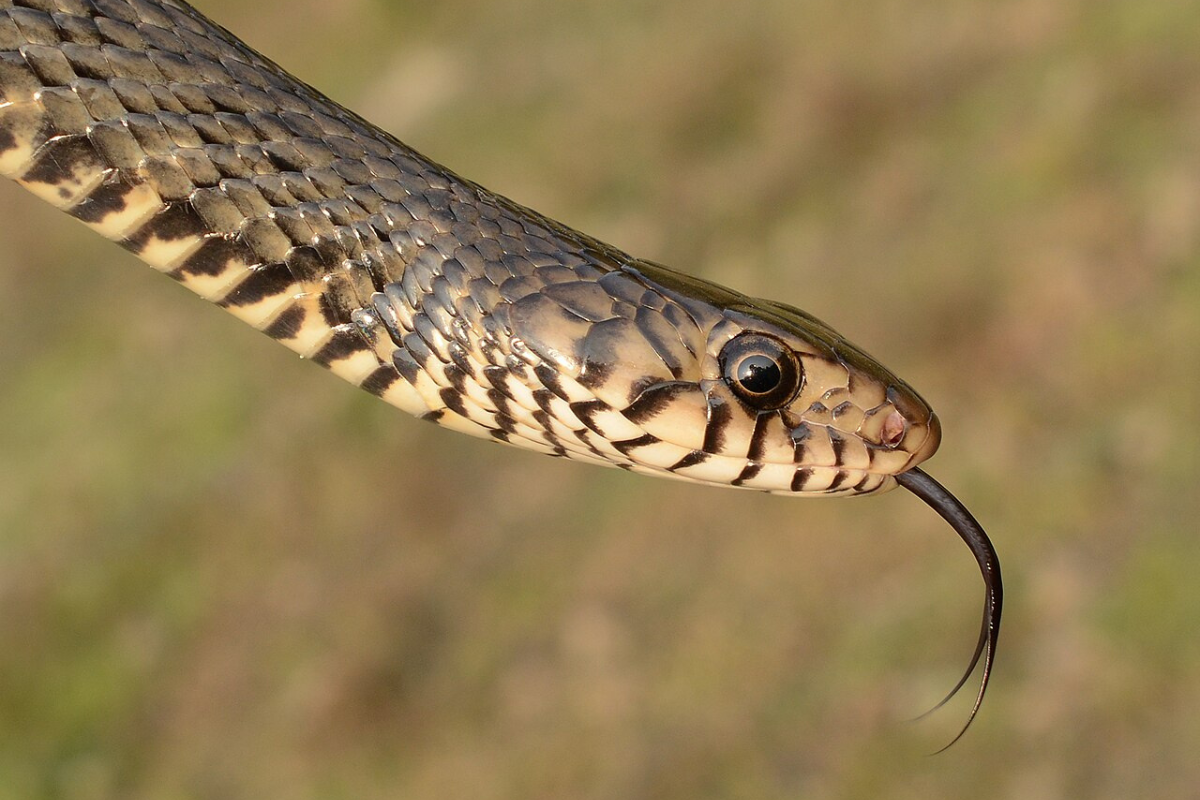 கேரளாவில் வெயில் காரணமாக வீடுகளுக்குள் புகும் பாம்புகள் | Snakes Threatening Kerala Fleeing The Heat