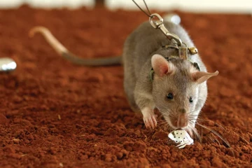 மீட்பு பணிகளில் களமிறங்கவுள்ள  எலிகள்!