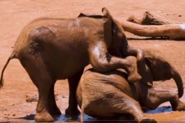 யானை குட்டிகளின் ஜாலியான சண்டை! நெகிழ வைக்கும் காட்சி