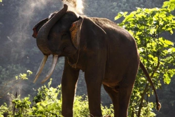 திருகோணமலையில் யானை தாக்குதலில் ஒருவர் பலி