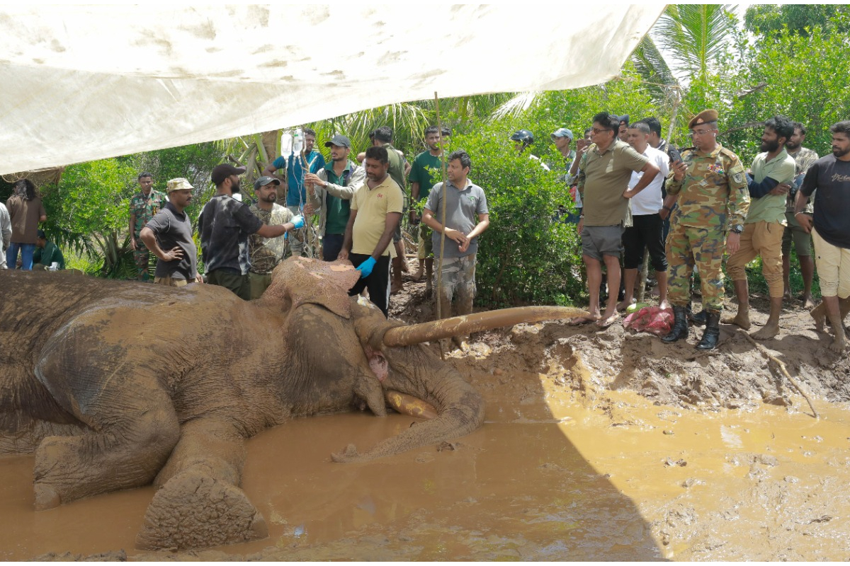 உயிருக்குப் போராடும் ‘காவந்திஸ்ஸ’ யானை! | Kawanthissa Elephant Is Fighting For Its Life உயிருக்குப் போராடும் ‘காவந்திஸ்ஸ’ யானை! | Kawanthissa Elephant Is Fighting For Its Life