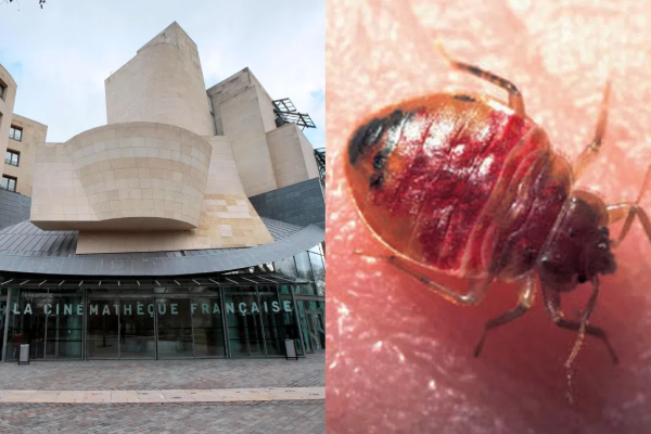 மூட்டை பூச்சிகளால் மூடப்பட்ட பிரான்ஸ் திரையரங்கு | French Cinema Infested With Bedbugs மூட்டை பூச்சிகளால் மூடப்பட்ட பிரான்ஸ் திரையரங்கு | French Cinema Infested With Bedbugs