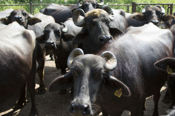 எருமை மாடுகளால் அயலவர்களுக்கு தொந்தரவு; ஆப்பு வைத்த அதிகாரிகள்! | Action Taken Against Buffalo Breeder எருமை மாடுகளால் அயலவர்களுக்கு தொந்தரவு; ஆப்பு வைத்த அதிகாரிகள்! | Action Taken Against Buffalo Breeder