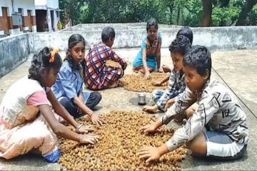 கிருமிநாசினிக்கு பதிலாக இந்த காயை பயன்படுத்தும் பழங்குடியின மக்கள்; இதன் சிறப்பு என்ன?