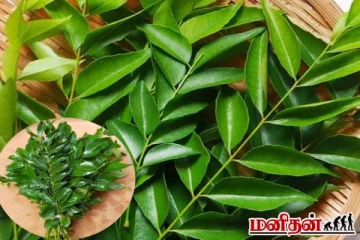 கறிவேப்பிலை நீண்ட நாட்களுக்கு ஃப்ரெஷ்ஷாவே இருக்கணுமா? இத மட்டும் பண்ணுங்க