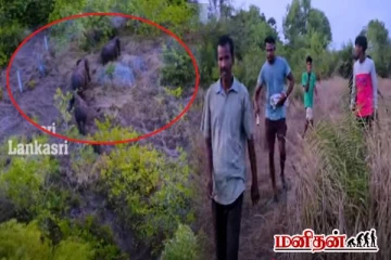 இலங்கையில் பயிர்களை நாசம் செய்த காட்டு யானைகள்... விரடப்படும் பரபரப்பு காட்சி