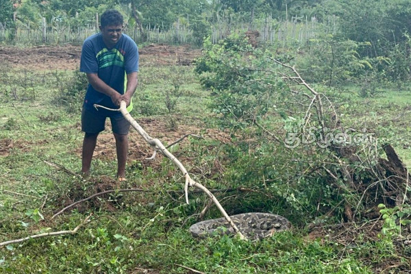 புதுக்குடியிருப்பு மந்துவில் தோட்டக்காணியில் பிடிக்கப்பட்டுள்ள மலைப்பாம்பு | Large Python Found In Mullativu