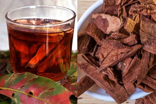 மருத பட்டை நீரைக் குடிப்பதால் கிடைக்கும் நன்மைகள் என்ன? | Drink Marudham Pattai Water What Is Correct Way