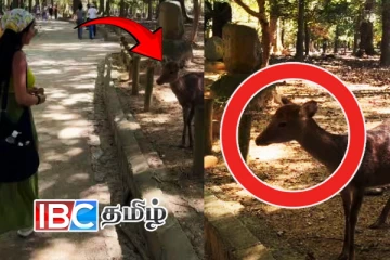 மானுக்கு தெரிந்த மரியாதை! வைரலாகும் காணொளி