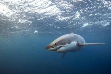 நீச்சல் வீரரை தாக்கிய சுறா மீன்: 1963 க்குப் பிறகு சிட்னியில் நடந்த துயர சம்பவம்