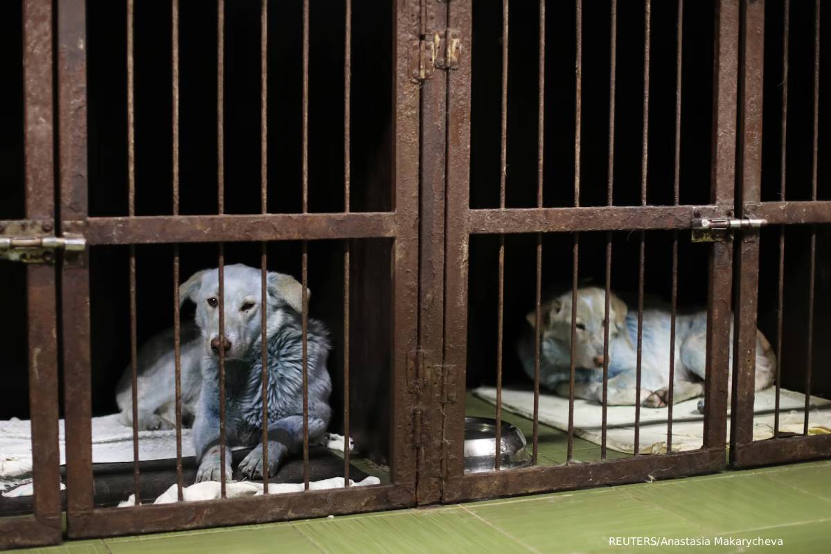 hundreds of dogs dies fire accident in russia