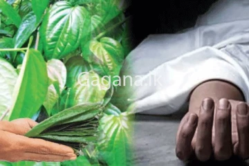 අලුත් අවුරුදු බුලත් හුරුල්ල නිසා දෙදරු පියෙකුගේ ජීවිතයක් අහිමි වෙයි.