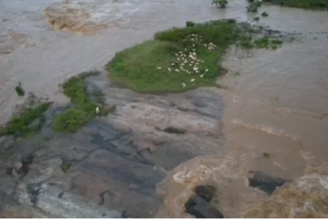 ஆடுகளை மேய்க்கச் சென்ற போது ஆற்றின் நடுவே சிக்கியக் கொண்ட விவசாயி - பதற வைத்த வீடியோ காட்சி!