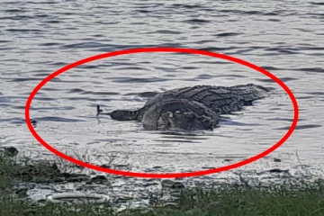 மட்டக்களப்பு மக்களை அச்சுறுத்திய முதலை உயிரிழப்பு