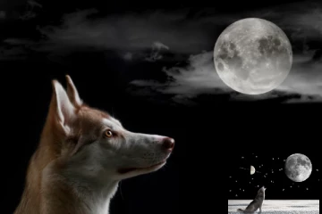 நாய்கள் நள்ளிரவில் ஊளையிடுவதற்கான காரணம் என்னனு தெரியுமா?