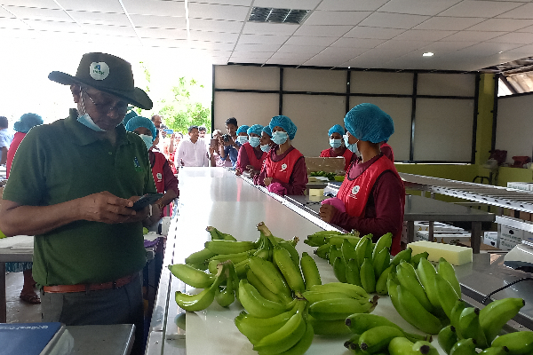 துபாய்க்கு ஏற்றுமதியாகும் யாழ் வாழைப்பழங்கள் ! | Jaffa Bananas Exported To Dubai