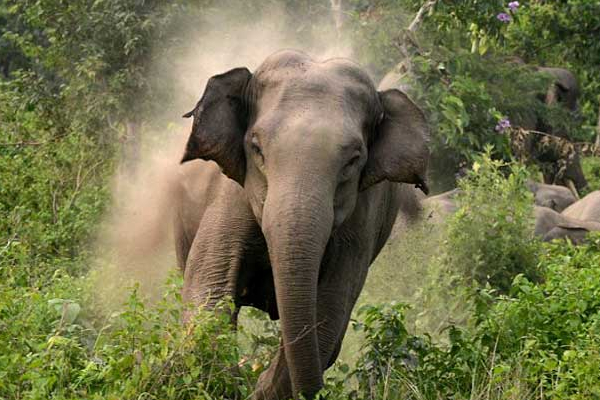 தொடரும் காட்டு யானைகளின் அட்டகாசம் : இருவர் மரணம் | Elephant Rampage Continues Two Dead