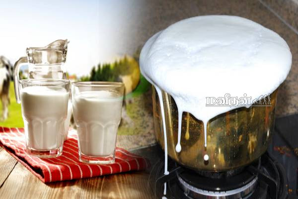 மாட்டு பாலை போன்று பாக்கெட் பாலையும் கொதிக்க வைக்கணுமா? | Should You Boil Packet Milk Like Cow S Milk